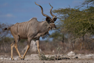 Male Greater Kudu (Tragelaphus strepsiceros) at a waterhole in Onguma Nature Reserve bordering Etosha National Park, Namibia.