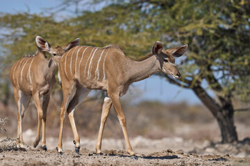 Female Greater Kudu (Tragelaphus strepsiceros) at a waterhole in Onguma Nature Reserve bordering...