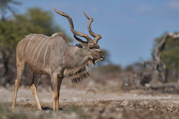 Male Greater Kudu (Tragelaphus strepsiceros) with its horns covered in mud at a waterhole in Onguma Nature Reserve bordering Etosha National Park, Namibia.