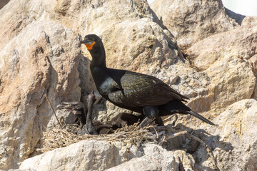 Fototapeta premium Cape Cororant with two chicks in the nest in Bett'y Bay, Western Cape of South Africa