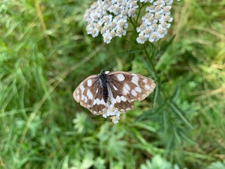 butterfly on grass
