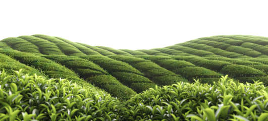 Picturesque tea plantation, cut out