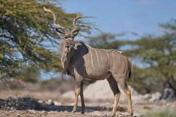 Male Greater Kudu (Tragelaphus strepsiceros) with its horns covered in mud at a waterhole in Onguma Nature Reserve bordering Etosha National Park, Namibia.