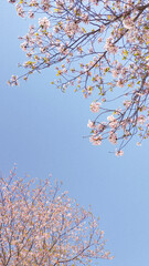 blossom in spring