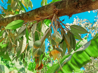 Buds durian flowers bloom on the branch, with green leaves in the garden. 