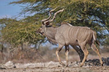 Male Greater Kudu (Tragelaphus strepsiceros) with its horns covered in mud at a waterhole in Onguma...