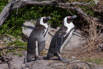 Naklejka premium Two Jackass Penguins in Betty's Bay in the Western Cape of South Africa