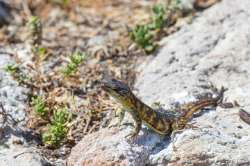 Cape Girdled Lizard (cordylus cordylus) sitting on rocks at Stony Point in Betty's Bay in the Western Cape of South Africa