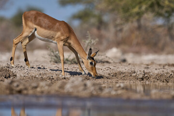 Female Impala (Aepyceros melampus) drinking at a waterhole in Onguma Nature Reserve bordering Etosha National Park, Namibia.