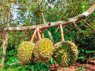 Fresh fruits of Durian on the tree in a Myanmar organic plantation, (King of Fruits)