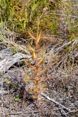 Drosera cistiflora in the Western Cape of South Africa
