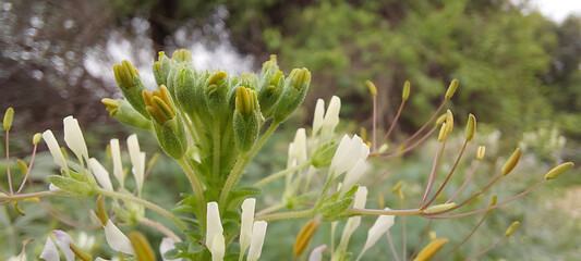 flowers in the grass