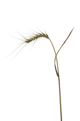 Fototapeta premium ears of wheat