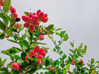 Fresh fruits of Carissa carandas in the organic farm in Myanmar. Common names in English include Bengal currant, Christ's thorn, Carandas plum, Karonda, Karanda and Kanna.