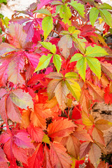 Autumn is upon us and nature expresses all its beauty with a splendid foliage