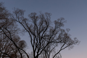 Tree branches and clear dusk sky.