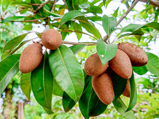 Fresh fruits of Manilkara zapota fruit for healthy, on the tree in an organic farm, taken in the Myanmar. commonly known as sapodilla, sapote, chicozapote, chicoo, naseberry, nispero, or soapapple.