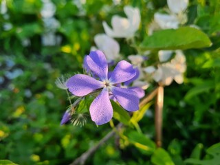 Serene Beauty: Blue Phlox Blossoms in the Garden
