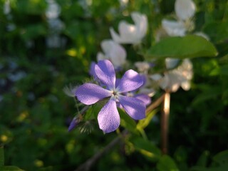 Serene Beauty: Blue Phlox Blossoms in the Garden
