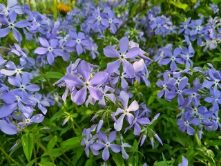 Serene Beauty: Blue Phlox Blossoms in the Garden

