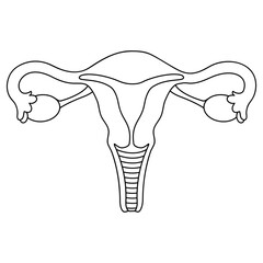 Female uterus line icon on white background. Vector illustration