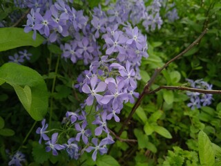 Serene Beauty: Blue Phlox Blossoms in the Garden
