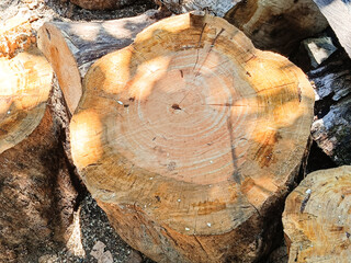 cut trees of the dried wood jackfruit tree, cut wood texture.