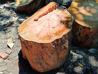 cut trees of the dried wood jackfruit tree, cut wood texture.
