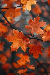 Fototapeta premium autumn postcard. colorful maple leaves, Autumn maple leaves on a branch against the sky.