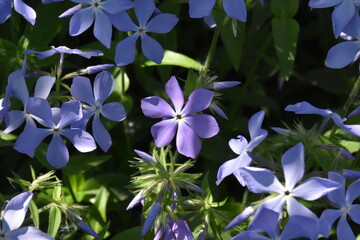 Serene Beauty: Blue Phlox Blossoms in the Garden
