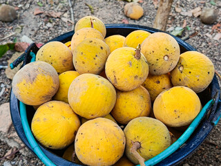 Ripe Santol or Sentul fruit is put in a basin, in the natural garden.(Sandoricum koetjape).