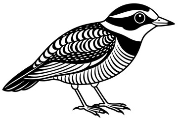 Indian Pitta Vector Illustration - Cartoon, Clipart, Line Art Design