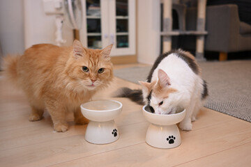 2匹で一緒に仲良くご飯を食べる猫（マンチカンとメインクーン）