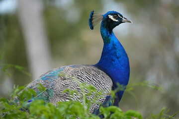 peacock in the garden