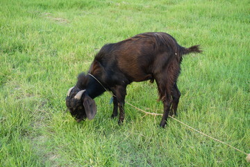 A goat eating grass and walking in the green grass, A sheep grazing alone on a farmland, A colorful goat eating green grass on a grassland