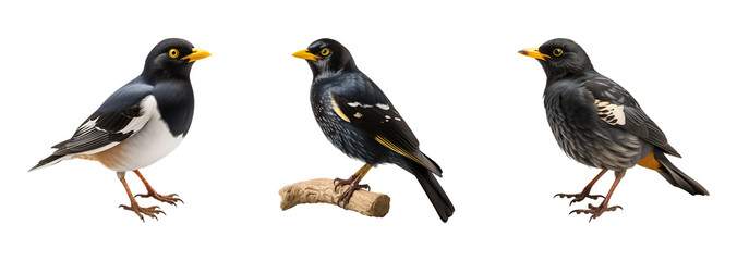 Fototapeta premium Set of myna birds. Isolated on a transparent background.