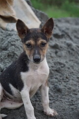 Closeup shot of a homeless adorable puppy sitting alone, Abandoned dog sitting the the ground sadly looking for its owner, Closeup portrait of a homeless little stray dog