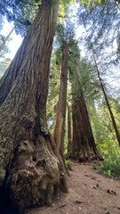 Giant trees in the Redwood forest near the coast of Oregon