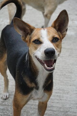 A playful dog looking attentively on camera, Stray dog playing on roadside, Homeless abandoned dog playing