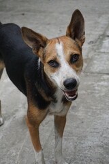 A playful dog looking attentively on camera, Stray dog playing on roadside, Homeless abandoned dog playing