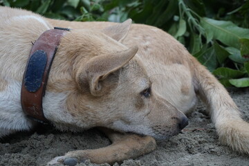 Closeup shot of a homeless adorable puppy sitting alone, Abandoned dog sitting the the ground sadly looking for its owner, Closeup portrait of a homeless little stray dog