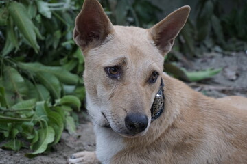 Closeup shot of a homeless adorable puppy sitting alone, Abandoned dog sitting the the ground sadly looking for its owner, Closeup portrait of a homeless little stray dog