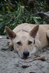 Closeup shot of a homeless adorable puppy sitting alone, Abandoned dog sitting the the ground sadly looking for its owner, Closeup portrait of a homeless little stray dog