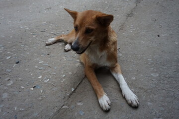 Abandoned stray dog resting on the street, Closeup shot of  a helpless street puppy, Helpless hungry dog searching for food and shelter