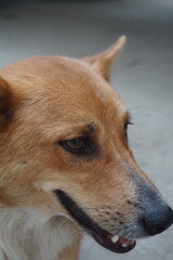 Abandoned stray dog resting on the street, Closeup shot of  a helpless street puppy, Helpless hungry dog searching for food and shelter