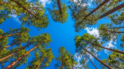 Obraz premium Towering Pine Trees Reaching Towards Vibrant Blue Sky of Hope and Optimism