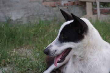 A stray dog sitting alone on a street, An abandoned puppy sitting and resting on the ground, Closeup portrait of a homeless little stray dog