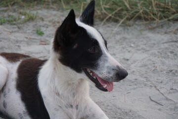 A stray dog sitting alone on a street, An abandoned puppy sitting and resting on the ground, Closeup portrait of a homeless little stray dog