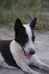 A stray dog sitting alone on a street, An abandoned puppy sitting and resting on the ground, Closeup portrait of a homeless little stray dog