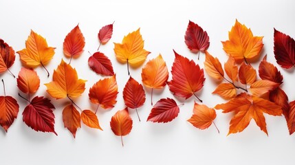 Fototapeta premium Fallen autumn leaves on white background